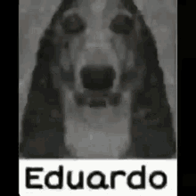 Eduardo GIF - Eduardo GIFs
