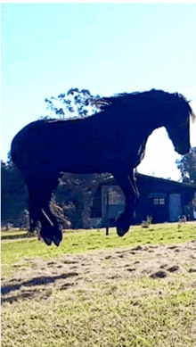 Jumping Horse GIF - Jumping Horse Friesian GIFs