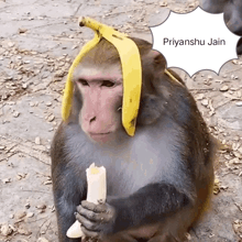 a monkey with a banana peel on its head is holding a banana