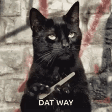 Dat Way Unamused GIF - Dat Way Unamused Cat GIFs