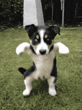 a black and white dog standing on its hind legs in the grass