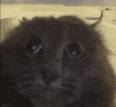 Tuh Cat GIF - Tuh Cat Goofy Cat GIFs