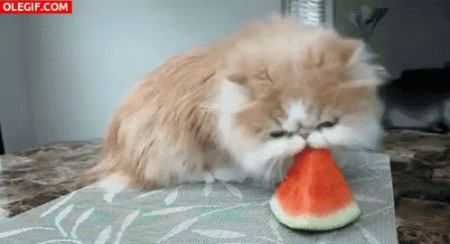 Gato Comiendo Sandia GIF - Cat Watermelon Cute GIFs