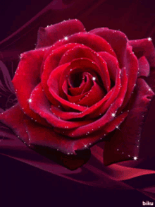 Beautiful Red Rose GIF - Beautiful Red Rose GIFs
