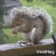 A Squirrel Is Eating Viralhog GIF - A Squirrel Is Eating Viralhog Munching GIFs