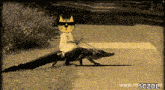 a cat riding on the back of a crocodile with the website www.msczoln at the bottom