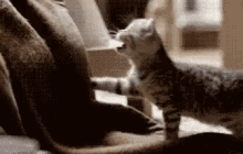 Cats Boop GIF - Cats Boop Cute Animals GIFs