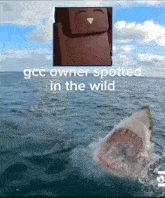 a picture of a shark in the ocean with the caption " ggc owner spotted in the wild "