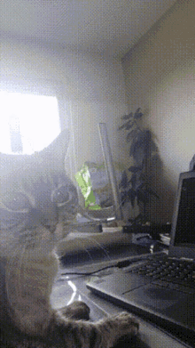 Cat Cute GIF - Cat Cute Laptop GIFs