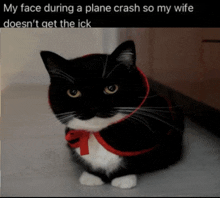 Cat Car Crash Meme, GIF - Share with Memix