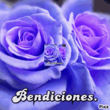 bendiciones rosas loop blue rose