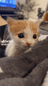 a tiktok video of a kitten with the name linda.ixx