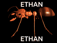 Ethan Ant GIF - Ethan Ant Ethan Ant GIFs