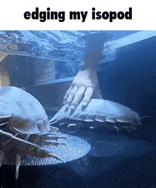 a person 's hand is reaching out to touch a giant isopod in the water .
