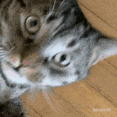 Spazcat Spazycat GIF - Spazcat Spazycat Freak Cat GIFs