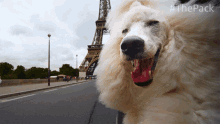 Smile The Pack GIF - Smile The Pack Poodle GIFs