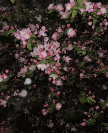 a tree with lots of pink flowers and green leaves