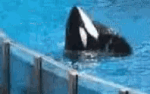 Tilikum GIF - Orca Killer Whale Swimming Whale GIFs