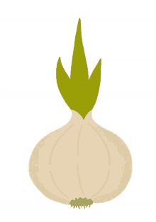 food onion