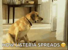 Dog Scoot GIF - Dog Scoot Itchy GIFs