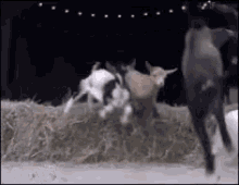 Radical Goats GIF - Radical Goats Attack GIFs