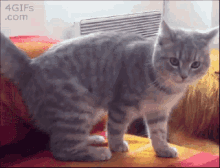 蛇精病 猫咪 打滚 可爱 GIF - Crazy Kitten Cat GIFs