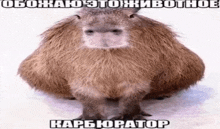 a picture of a capybara with a caption that says carburator