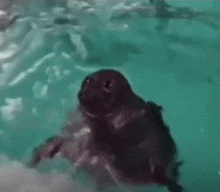 Dancing Seal Cute Seal GIF - Dancing Seal Seal Dancing GIFs