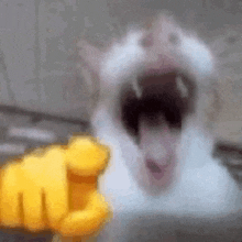 Cat Laughing GIF - Cat Laughing Laughing At You GIFs