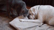 True Love  GIF - Dog Cat Love GIFs