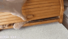 Cat Breadbox GIF - Cat Breadbox Hiding GIFs