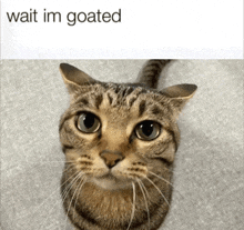 Cat Goated GIF - Cat Goated Wait I'M Goated GIFs