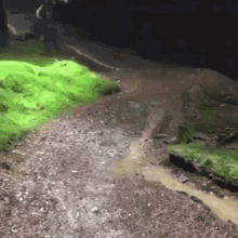 a muddy path with a lot of green grass on the side