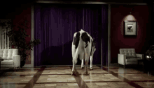 Cow Dancing GIF - Cow Dancing Cow Dancing GIFs
