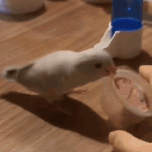 a small white bird is drinking water from a cup on a table .
