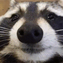 Raccoon Raccoons GIF - Raccoon Raccoons GIFs