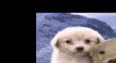 Lapiscel Dogs GIF - Lapiscel Dogs Dogs Slideshow GIFs