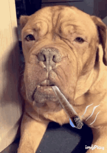 Smoking Dog GIFs | Tenor