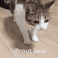 GIF