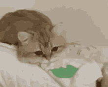 Byuntear Cat GIF - Byuntear Cat Sad GIFs