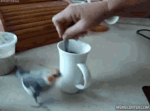Bird Coffee GIF - Bird Coffee GIFs