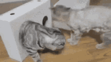 Cats Get Me Out GIF - Cats Get Me Out Send Help GIFs