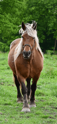 a brown horse standing in a grassy field