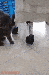 кот угрожает GIF - кот угрожает опасный GIFs