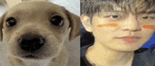 a close up of a puppy and a close up of a man 's face