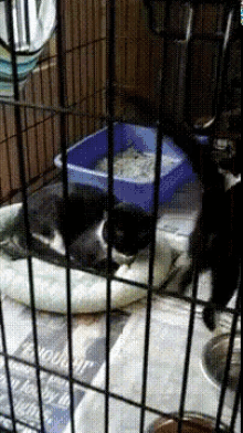No Nap Is Too High GIF - Cat Nap Cage GIFs