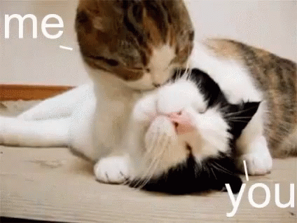 Licking Sweet Cat GIF - Licking Sweet Cat Bae - Discover & Share GIFs