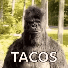 Yo Quiero Tacos GIF - Yo Quiero Tacos Thumbs Up GIFs