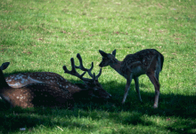 Deer Hert GIF - Deer Hert Hertenknuffel GIFs