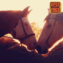 Horse Animals GIF